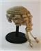 Witness for the Prosecution