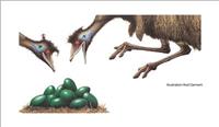 Edward The Emu