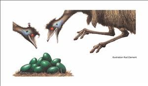 Edward The Emu