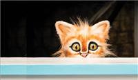 Scaredy Cat