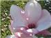Steel Magnolias