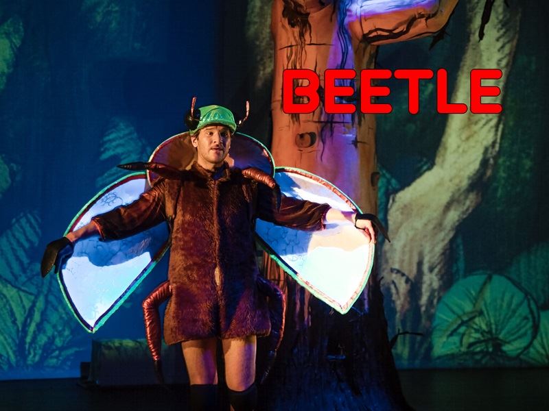 Beetle