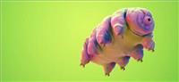 Moss Piglet